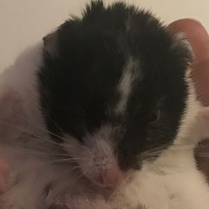 Meet your Posher, Joshua